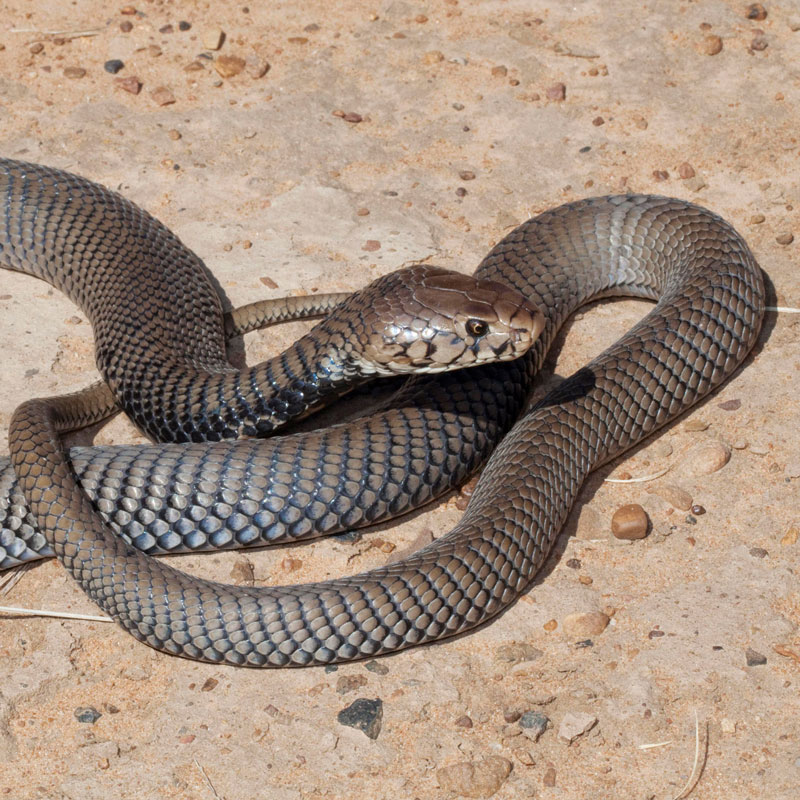 Mozambique Spitting Cobra African Snakebite Institute