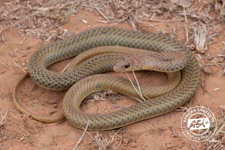 Olive Grass Snake African Snakebite Institute