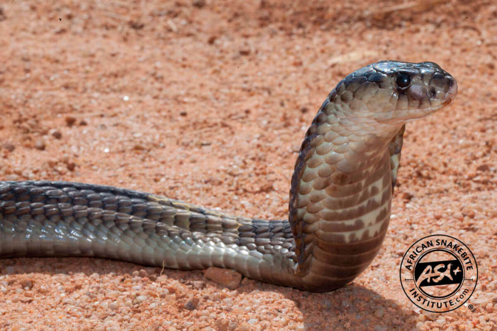 Snouted Cobra African Snakebite Institute