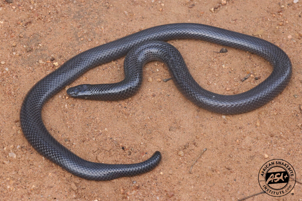 Common Purple Glossed Snake African Snakebite Institute