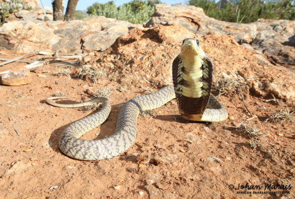 Snouted Cobra African Snakebite Institute