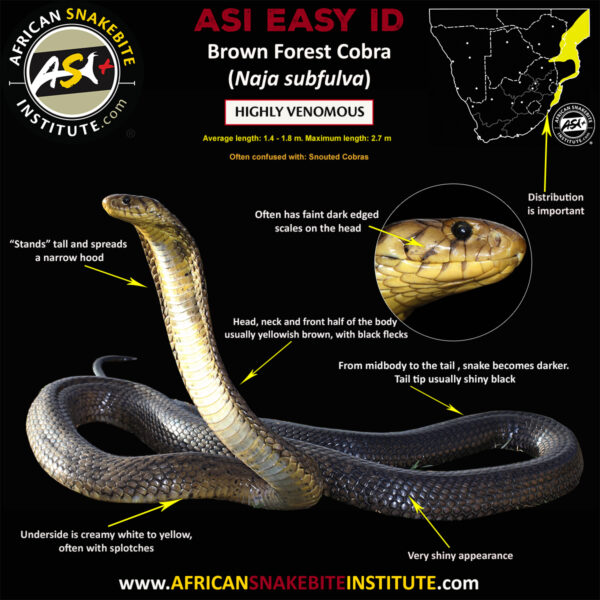 The Cobras Of Southern Africa African Snakebite Institute