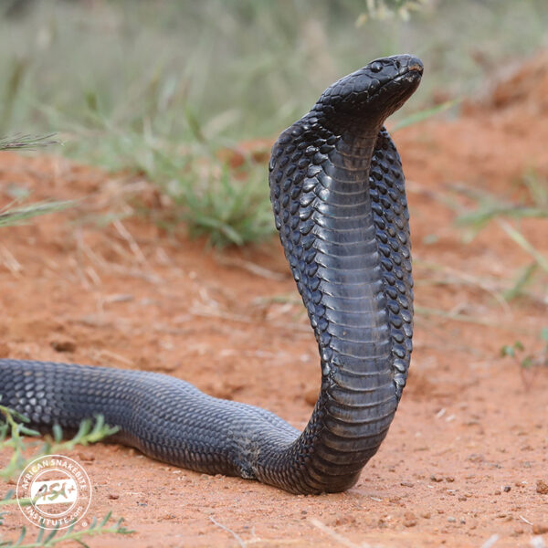 Black Spitting Cobra African Snakebite Institute