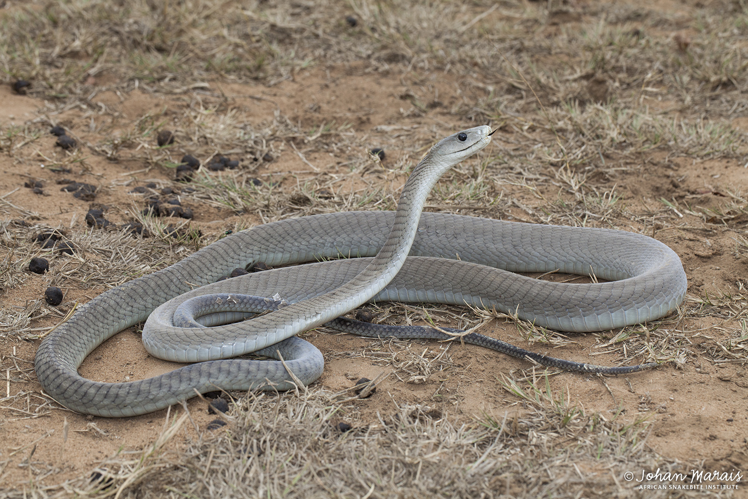 Black Mamba Habitat