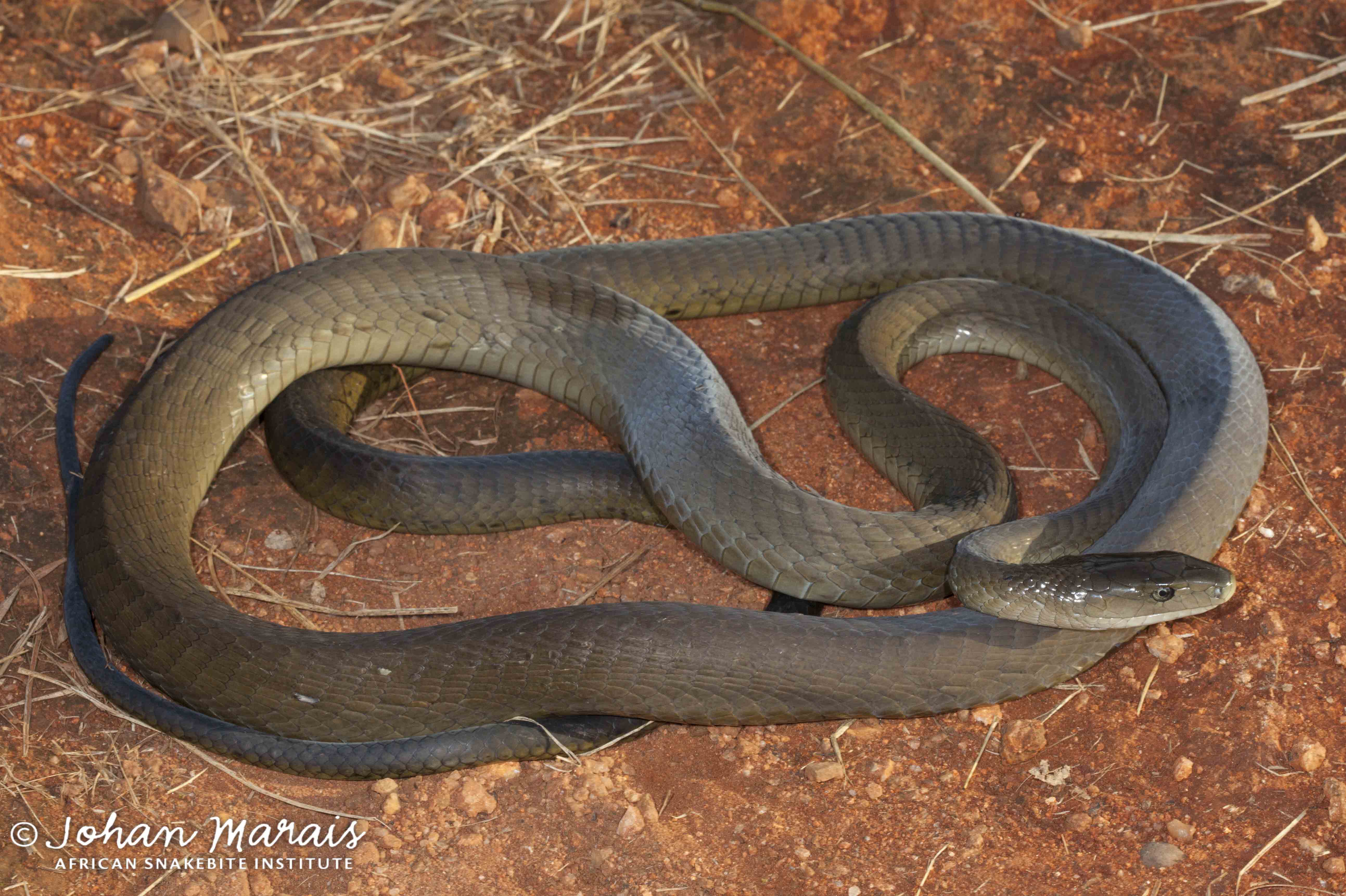 Black Mamba Habitat