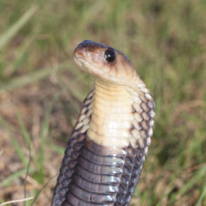 Anchieta’s Cobra - African Snakebite Institute