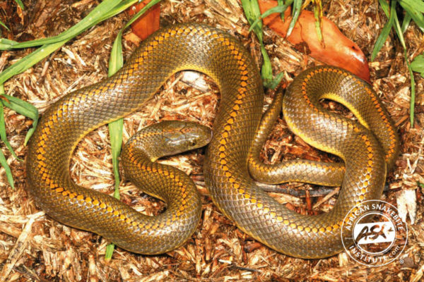 Aurora House Snake - African Snakebite Institute