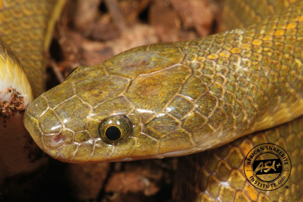 Aurora House Snake - African Snakebite Institute