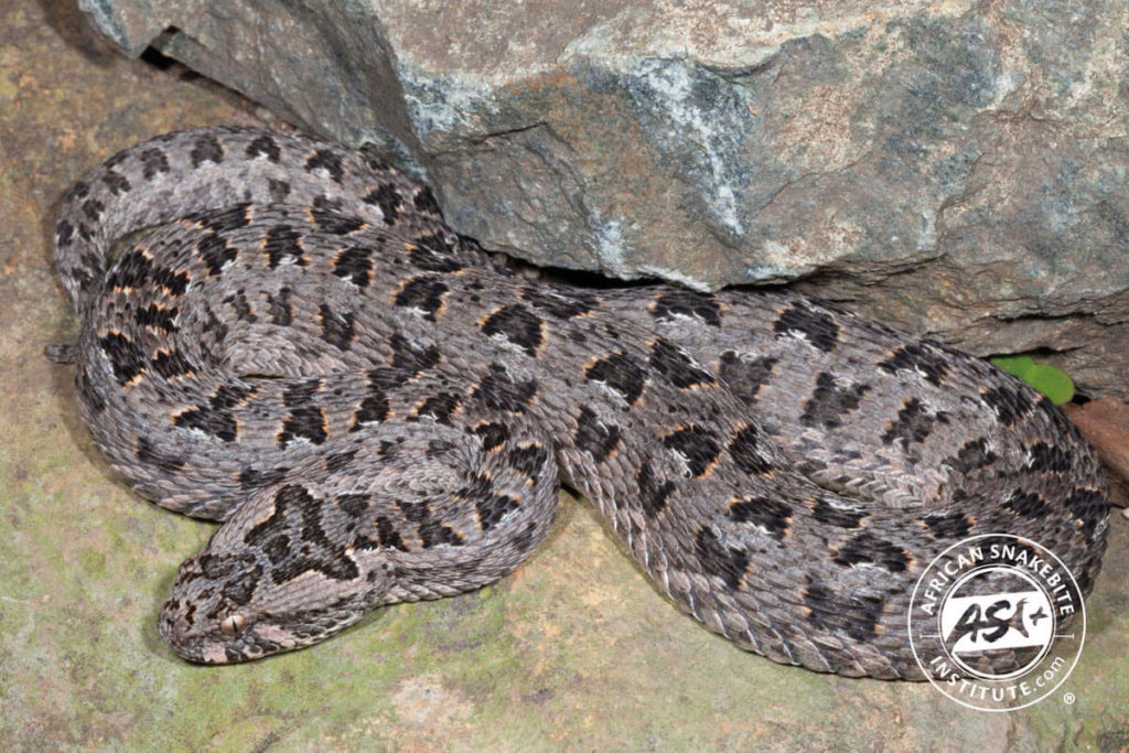 Berg Adder - African Snakebite Institute