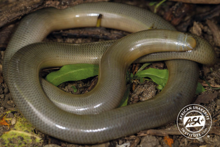 Bibron’s Blind Snake - African Snakebite Institute