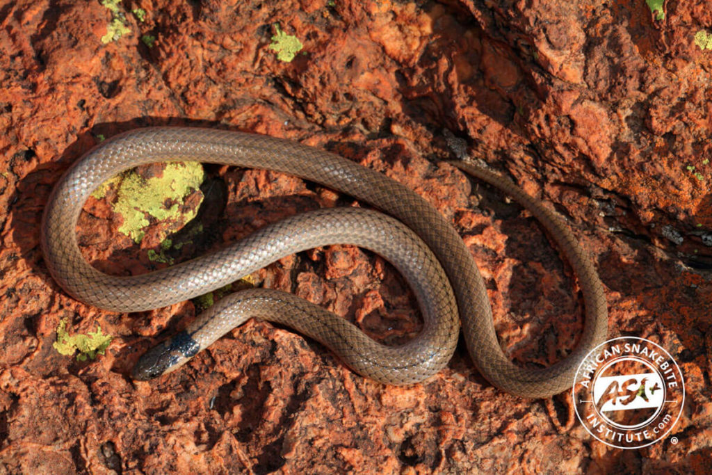 Black-headed Centipede-eater - African Snakebite Institute