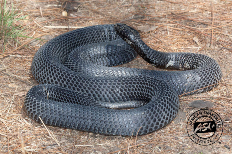 Black-necked Spitting Cobra - African Snakebite Institute