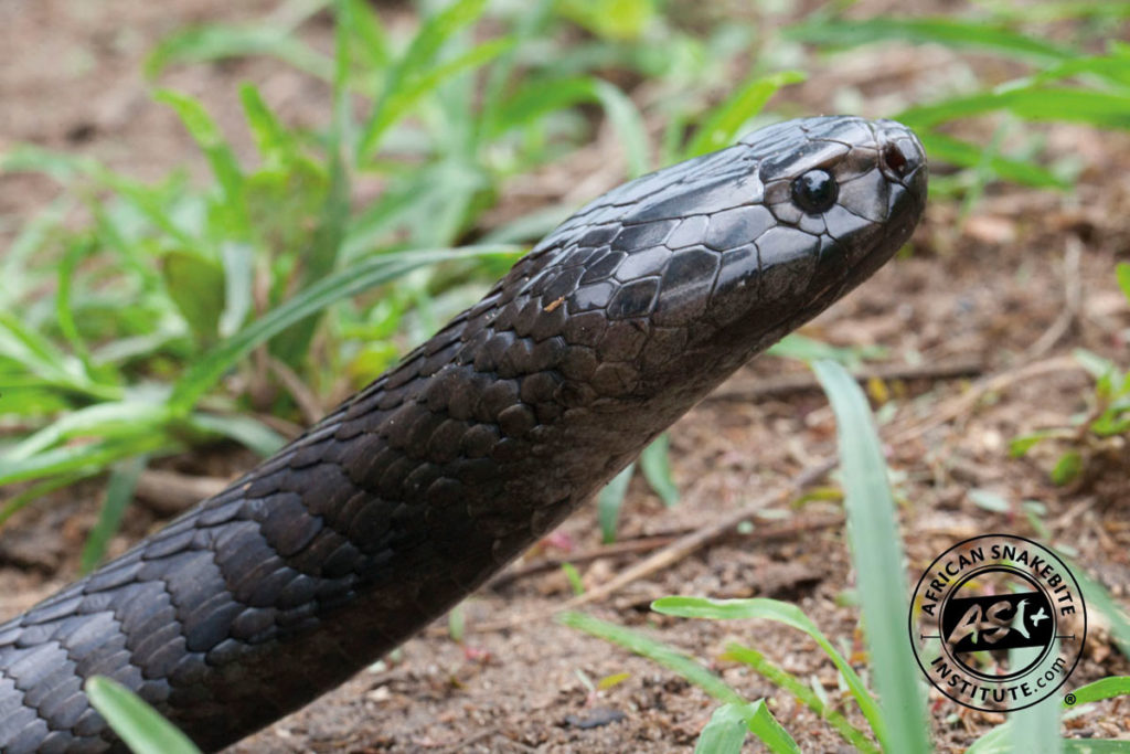 Black-necked Spitting Cobra - African Snakebite Institute