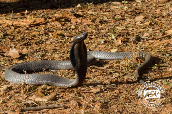 Black-necked Spitting Cobra - African Snakebite Institute