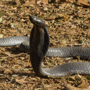 Black-necked Spitting Cobra - African Snakebite Institute