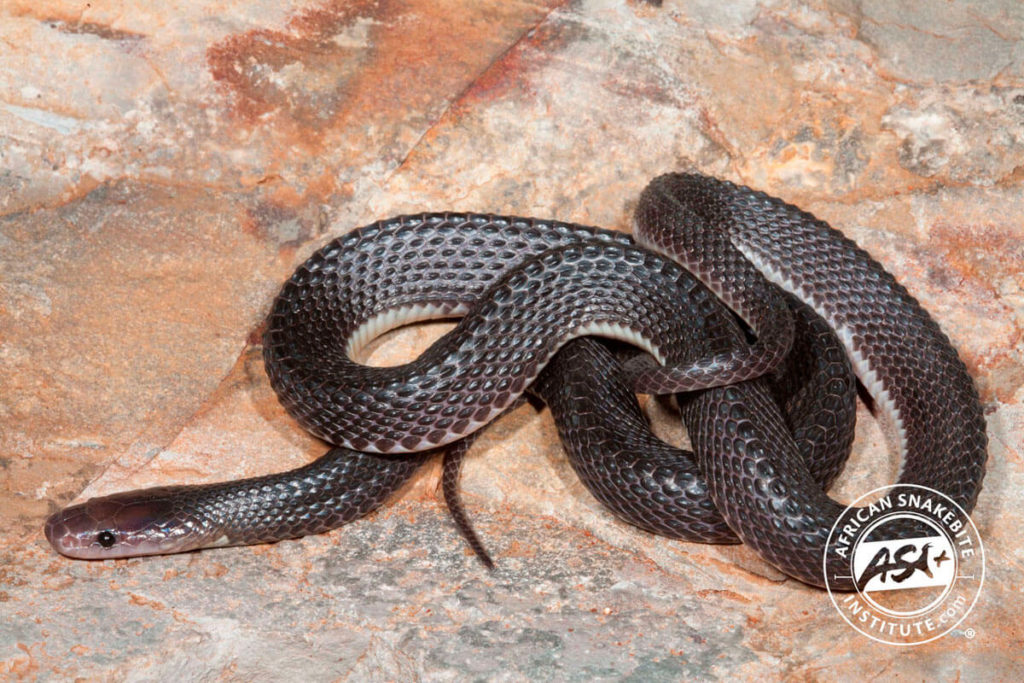 Black File Snake - African Snakebite Institute