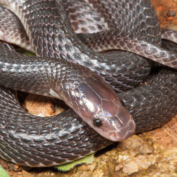 Black File Snake - African Snakebite Institute