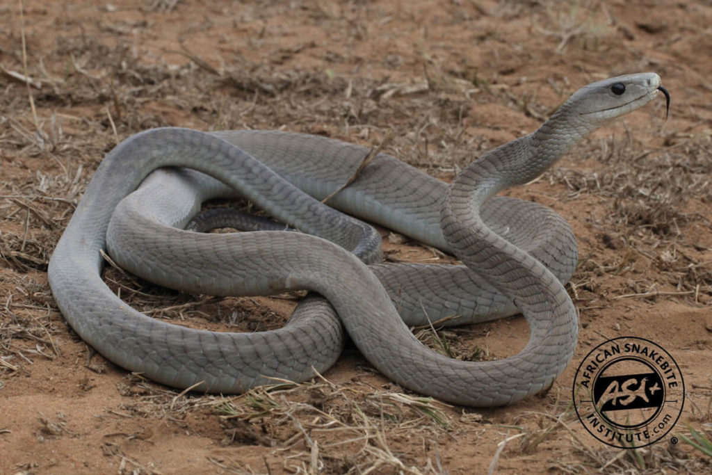 Black Mamba - African Snakebite Institute