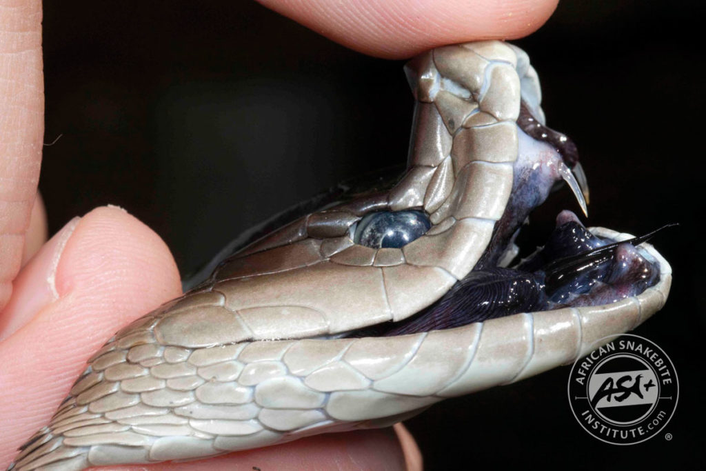 Black Mamba - African Snakebite Institute