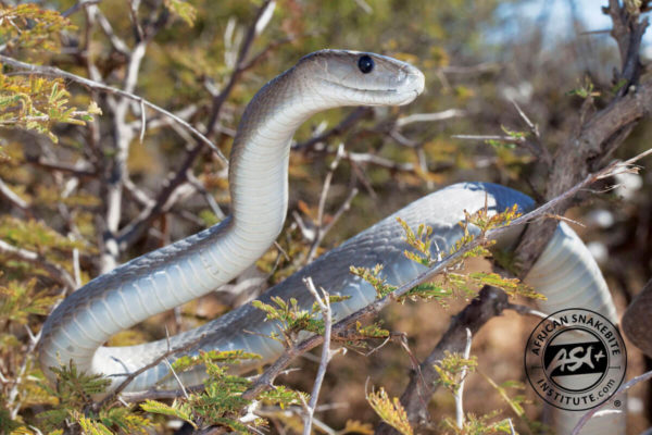 Black Mamba - African Snakebite Institute