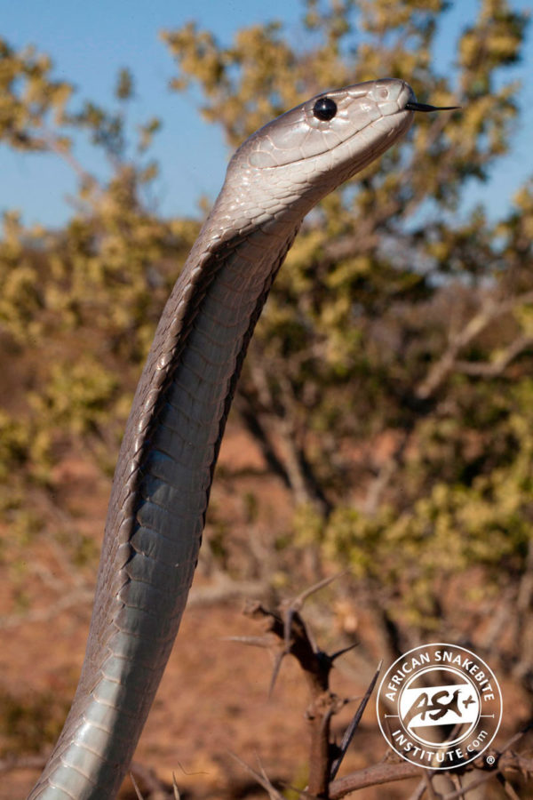 Black Mamba - African Snakebite Institute