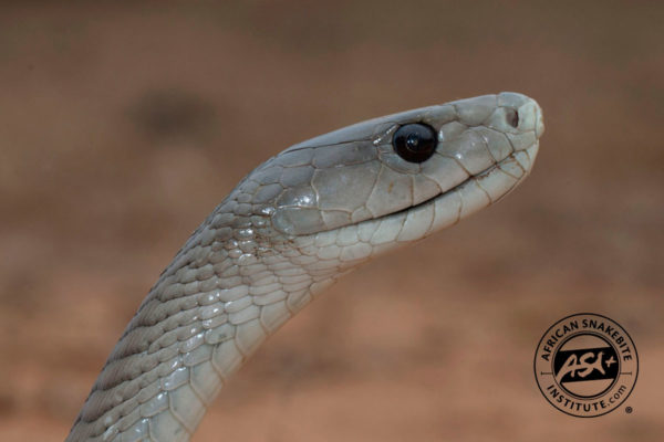 Black Mamba - African Snakebite Institute