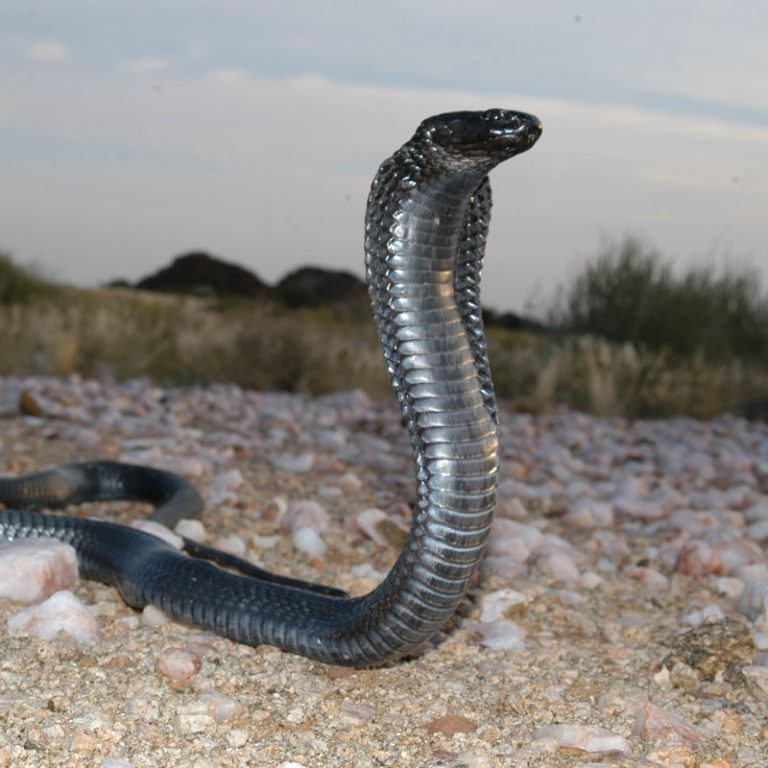 Black Spitting Cobra - African Snakebite Institute