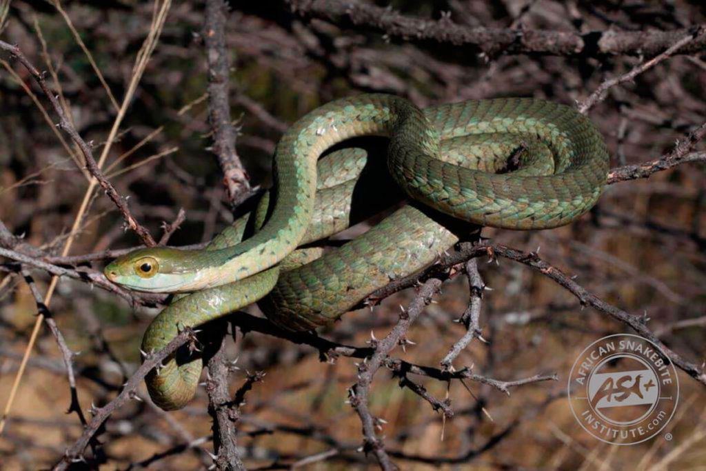 Boomslang - African Snakebite Institute