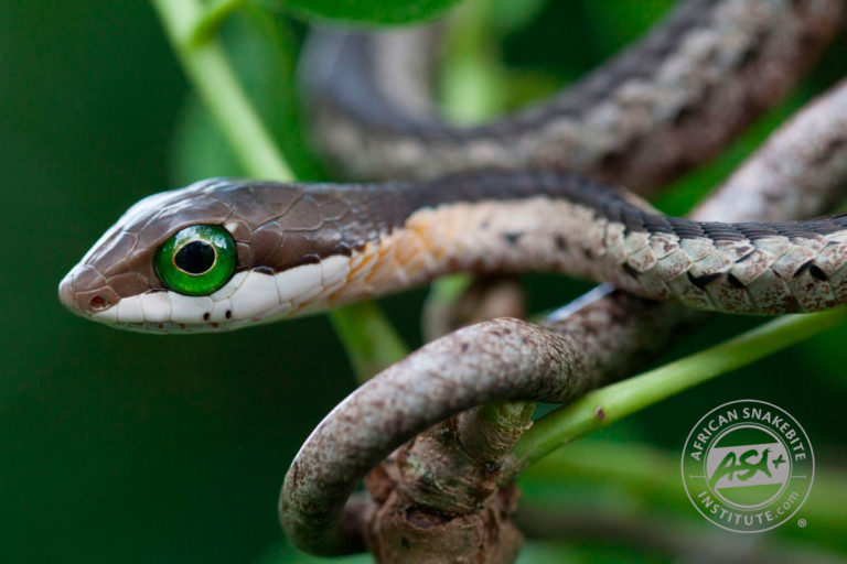 Boomslang - African Snakebite Institute