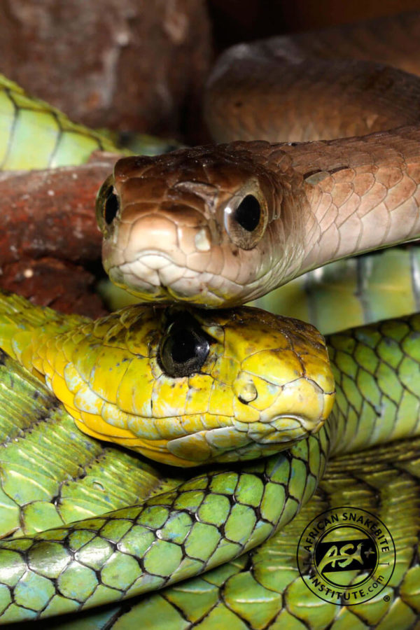 Boomslang African Snakebite Institute