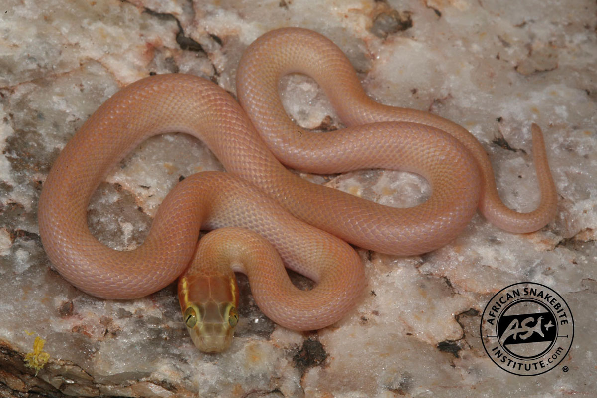 Brown House Snake African Snakebite Institute