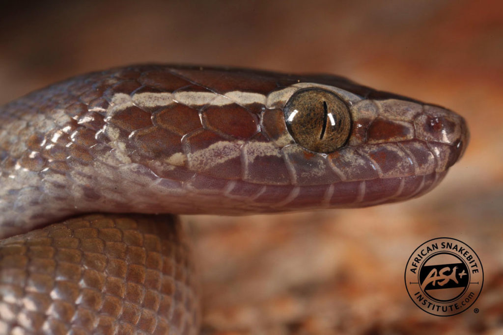 Brown House Snake African Snakebite Institute