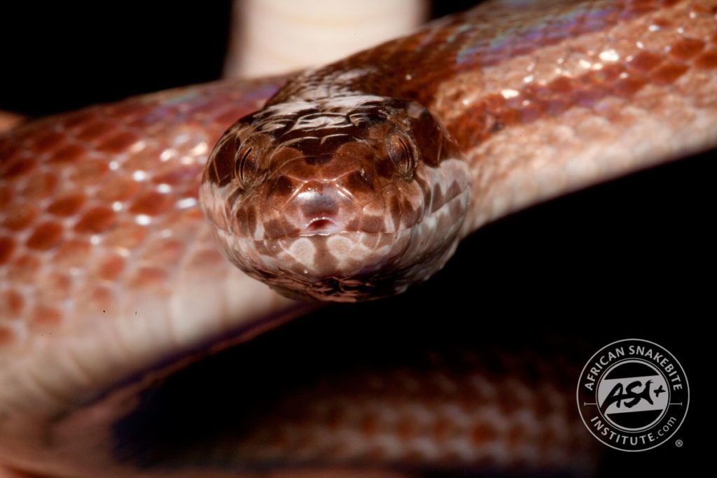 Brown House Snake African Snakebite Institute