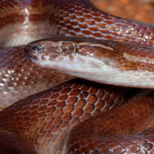 Brown House Snake - African Snakebite Institute