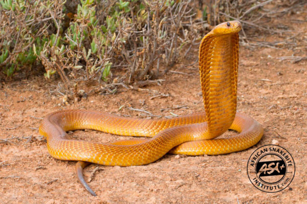 Cape Cobra - African Snakebite Institute