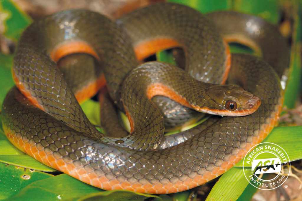 Common Brown Water Snake - African Snakebite Institute