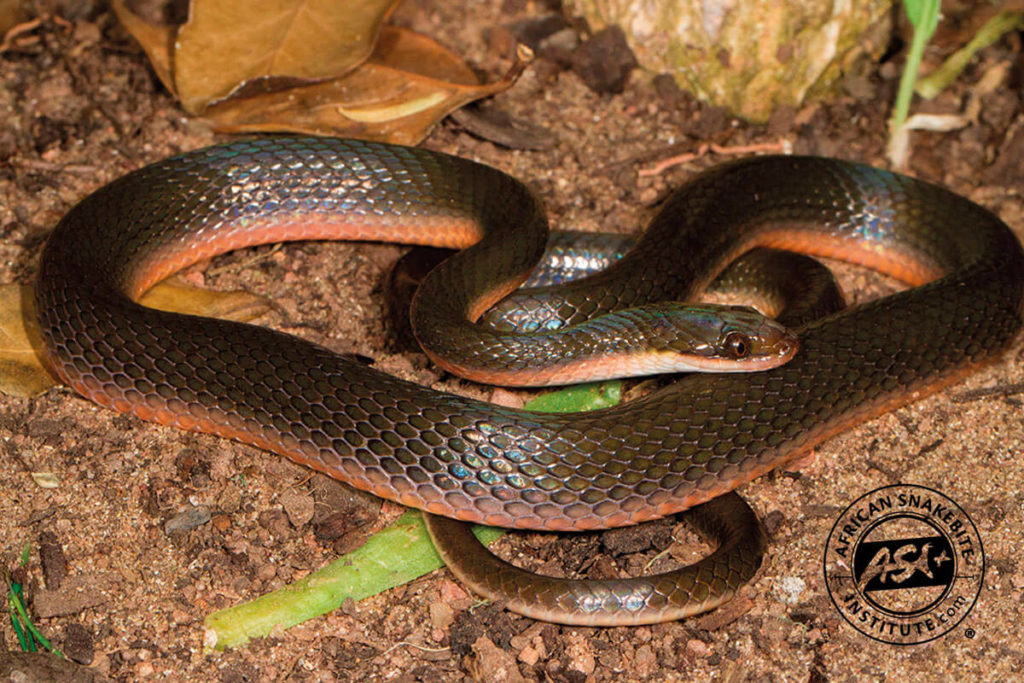 Common Brown Water Snake - African Snakebite Institute