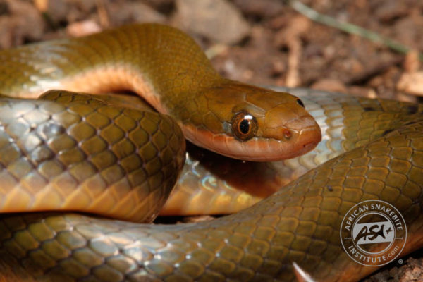 Brown Water Snake - African Snakebite Institute