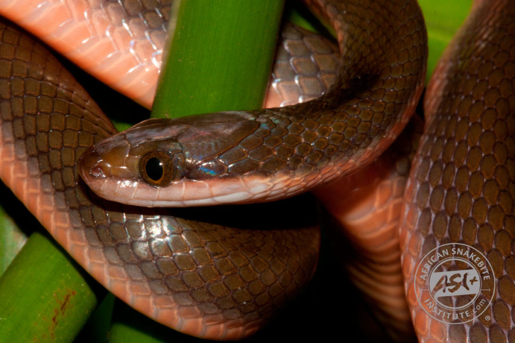 Common Brown Water Snake - African Snakebite Institute