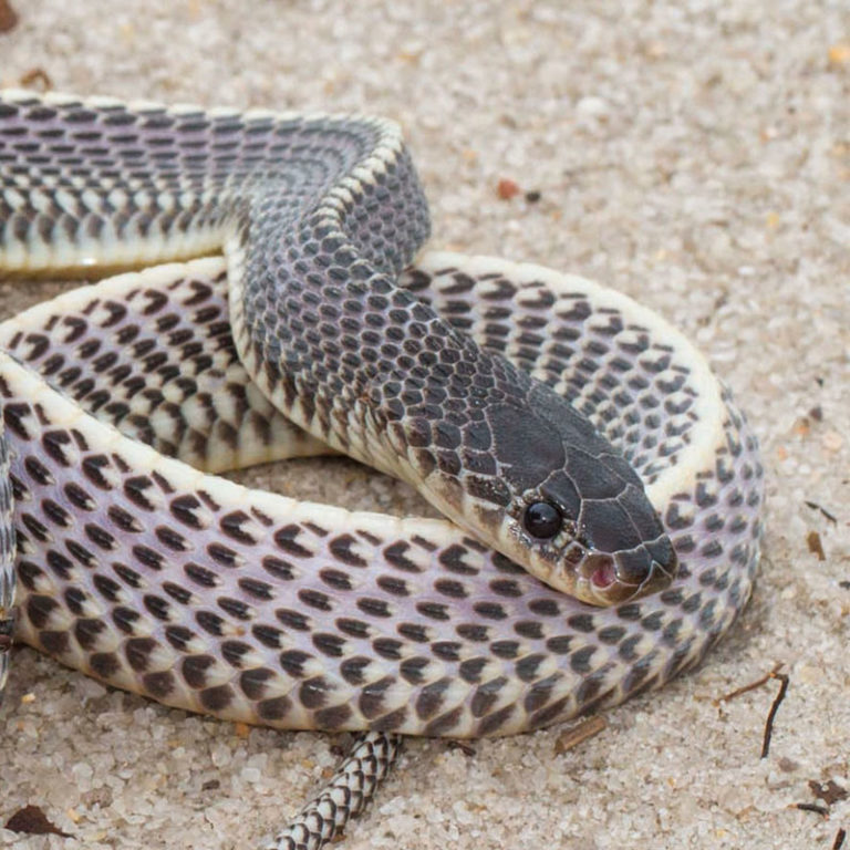 Common File Snake - African Snakebite Institute