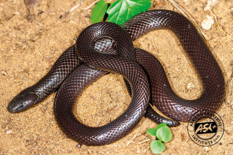 Common Purple-glossed Snake - African Snakebite Institute