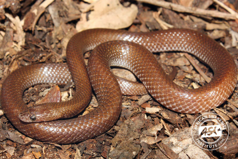 Common Wolf Snake - African Snakebite Institute