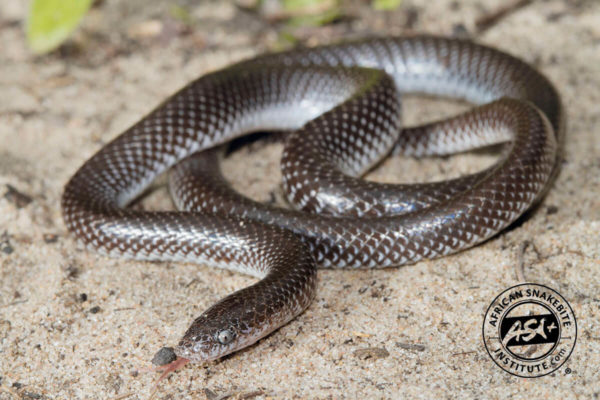 Common Wolf Snake - African Snakebite Institute