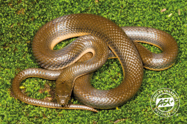 Dusky-bellied Water Snake - African Snakebite Institute