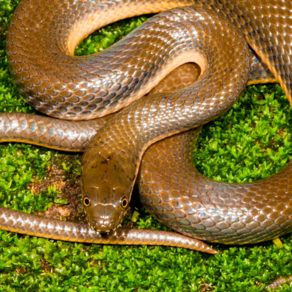 brown water snake belly