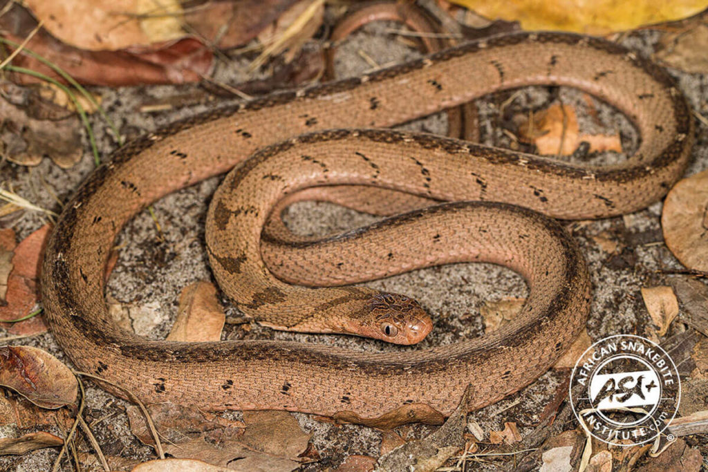 East African Egg-eater - African Snakebite Institute