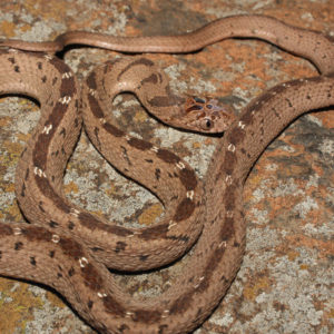 East African Egg-eater - African Snakebite Institute