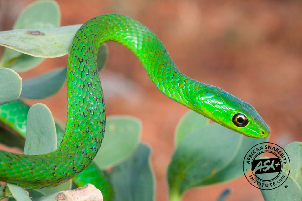 Eastern Natal Green Snake - African Snakebite Institute