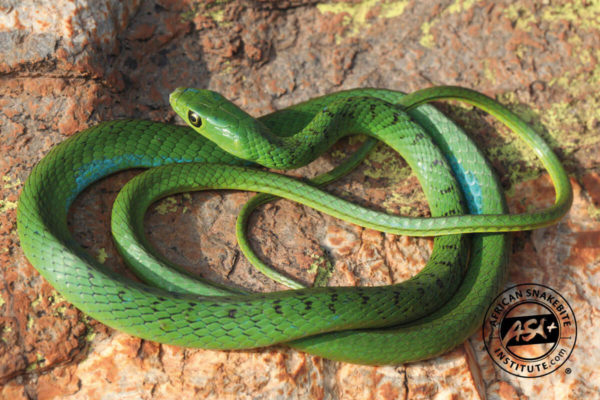 Eastern Natal Green Snake - African Snakebite Institute