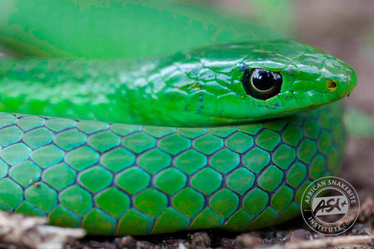 Eastern Natal Green Snake - African Snakebite Institute